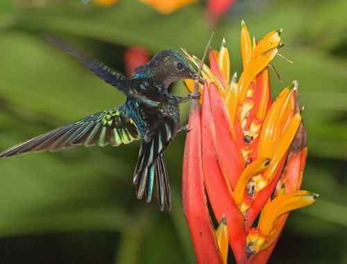 荷属安的列斯盾——紫喉蜂鸟