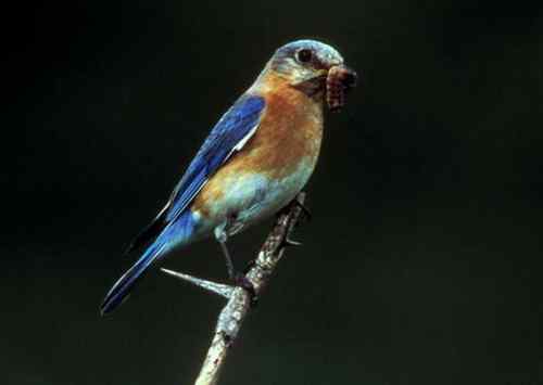 百慕大蓝鸟Bluebird