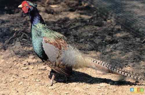 新台币1000元背面 新台币1000元背面