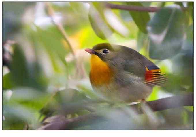 【鸟类介绍】红嘴相思鸟(hong zui xiang si niao) 81