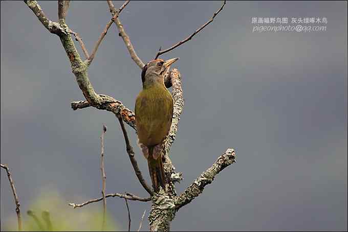 【鸟类介绍】灰头绿啄木鸟（hui tou lv zhuo mu niao）-121