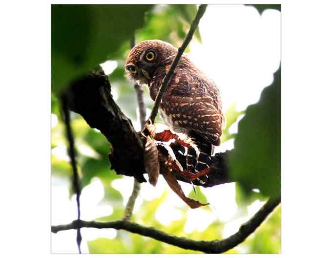 【鸟类介绍】斑头鸺鹠(ban tou xiu liu)-23