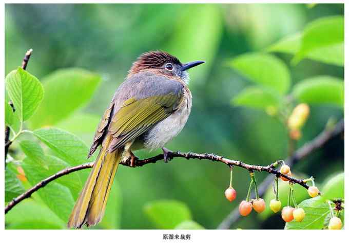 【鸟类介绍】绿翅短脚鹎(lv chi duan jiao bei)-94