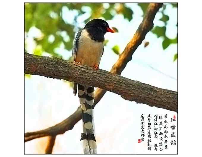 【鸟类介绍】红嘴蓝鹊（hong zui lan que）-38