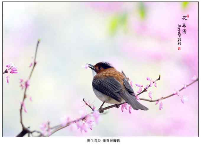 【鸟类介绍】栗背短脚鹎(li bei duan jiao bei) 92