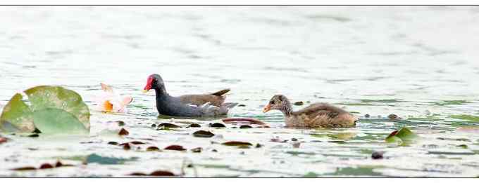 【鸟类介绍】黑水鸡(hei shui ji)-58