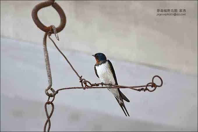 【鸟类介绍】家燕（jia yan）-125