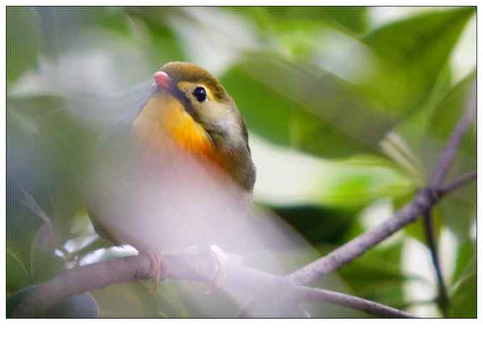 【鸟类介绍】红嘴相思鸟(hong zui xiang si niao) 81