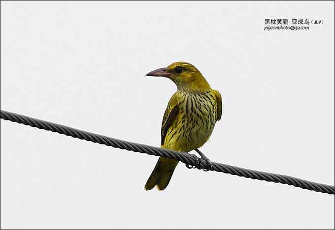 【鸟类介绍】黑枕黄鹂(hei zhen huang li) 4