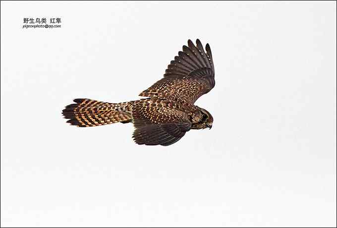 【鸟类介绍】红隼(hong sun)-137