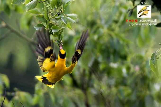 【鸟类介绍】黑枕黄鹂(hei zhen huang li)-4