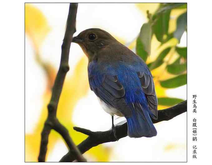 【鸟类介绍】白腹姬鹟(bai fu ji weng)-72