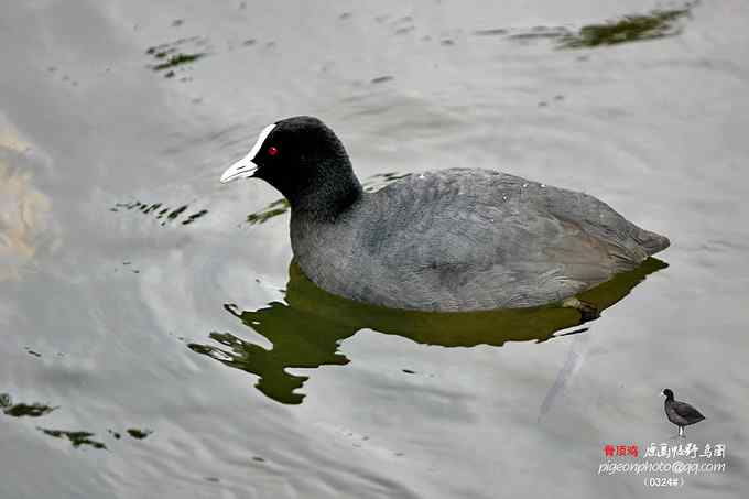 【鸟类介绍】骨顶鸡(gu ding ji) 107