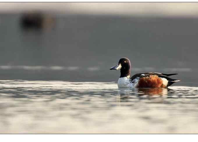 【鸟类介绍】琵嘴鸭(pi zui ya)-41