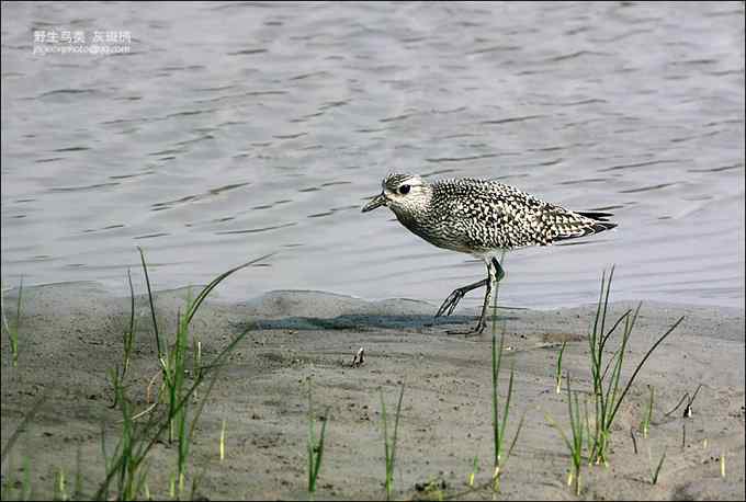 【鸟类介绍】灰斑鸻（hui ban heng） 146
