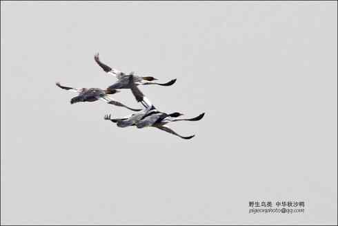 【鸟类介绍】中华秋沙鸭(zhong hua qiu sha ya) 111