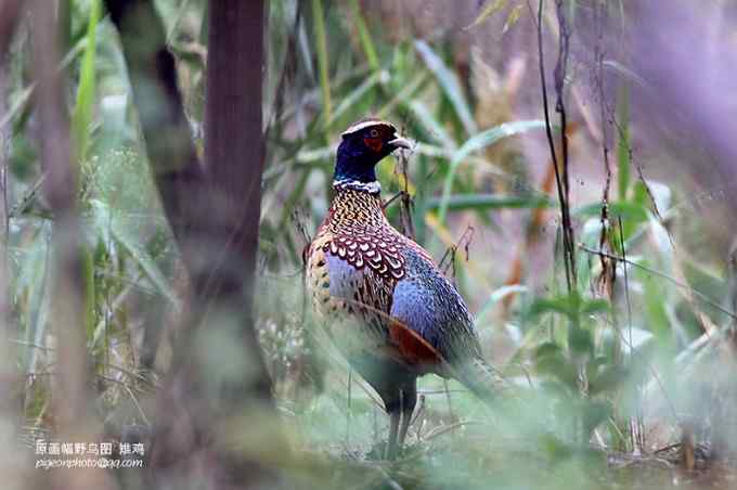 【鸟类介绍】雉鸡(zhi ji)-13