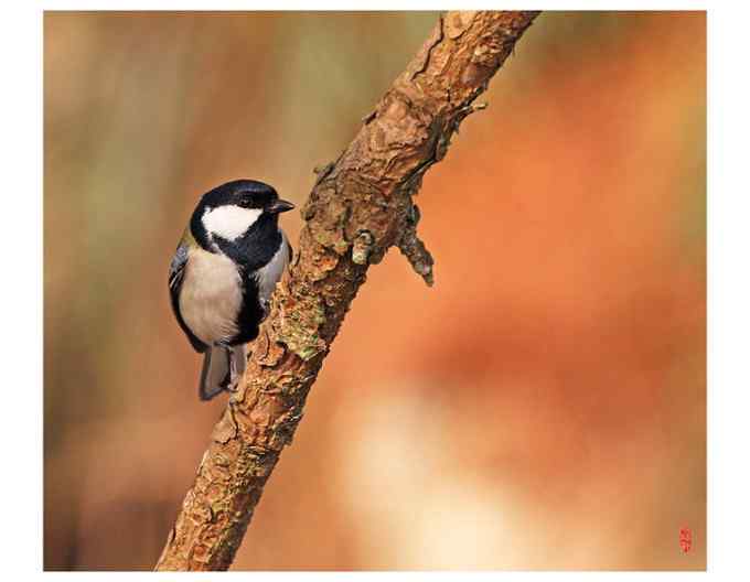 【鸟类介绍】大山雀(da shan que)-79