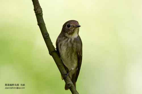 【鸟类介绍】乌鹟(wu weng)-102