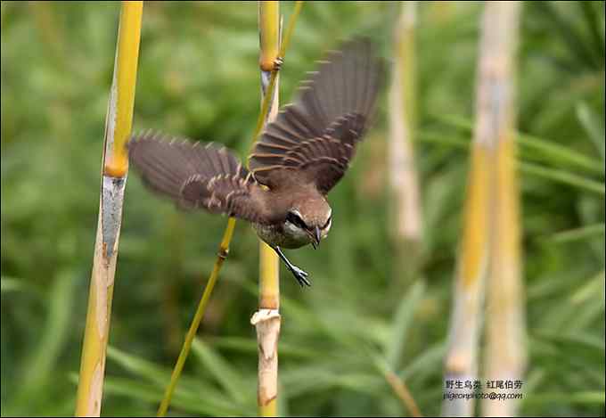 【鸟类介绍】红尾伯劳(hong wei bo lao) 139