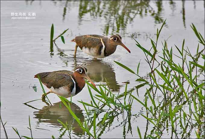 【鸟类介绍】彩鹬(cai  yu)-32