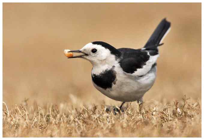 【鸟类介绍】白鹡鸰（bai ji ling）-99