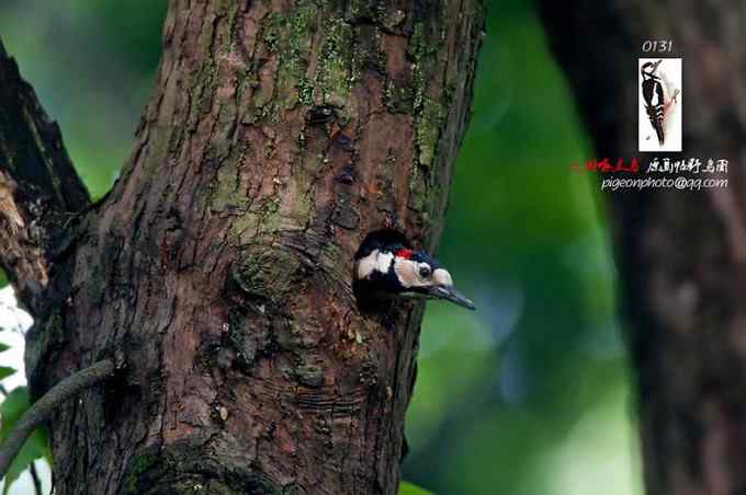 【鸟类介绍】大斑啄木鸟(da ban zhuo mu niao)-15