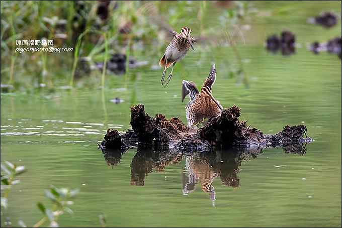 【鸟类介绍】扇尾沙锥（shan wei sha zhui）-150