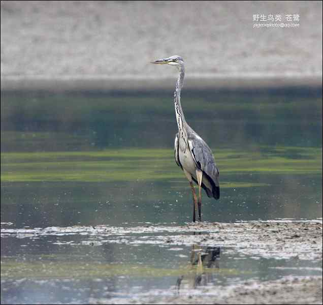 【鸟类介绍】苍鹭(cang lu)-60