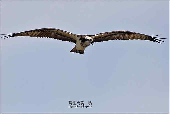 【鸟类介绍】鹗（e) 135