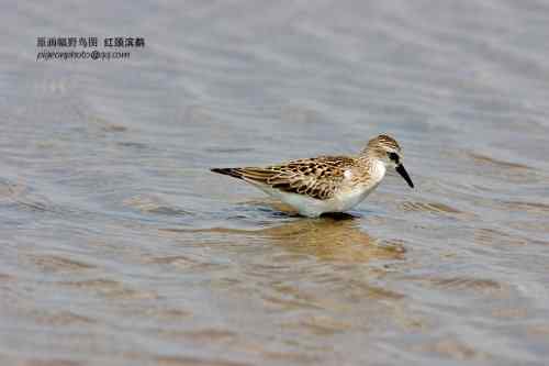 【鸟类介绍】红颈滨鹬(hong jing bin yu)-101