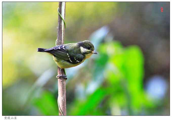 【鸟类介绍】黄腹山雀(huang fu shan que)-80