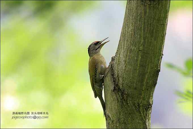 【鸟类介绍】灰头绿啄木鸟（hui tou lv zhuo mu niao） 121