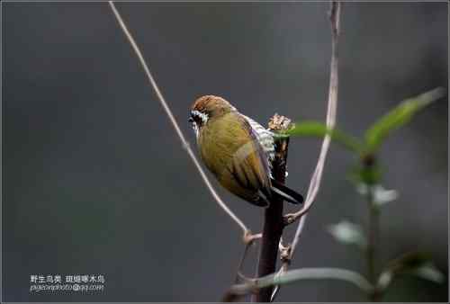 【鸟类介绍】斑姬啄木鸟（ban ji zhuo mu niao)-116