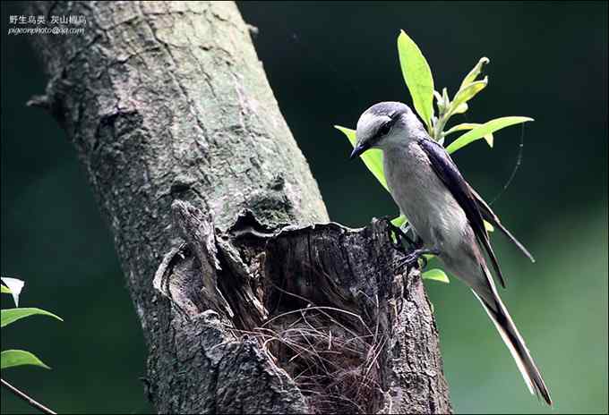 【鸟类介绍】小灰山椒鸟(xiao hui shan jiao niao)-122