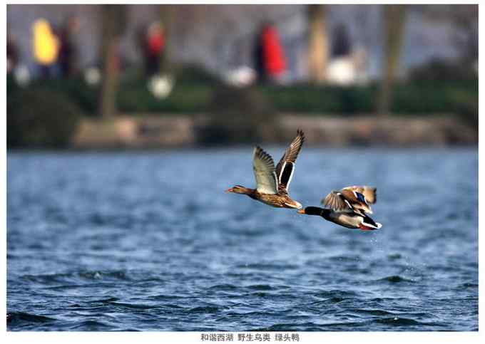 【鸟类介绍】绿头鸭(lv tou ya)-66