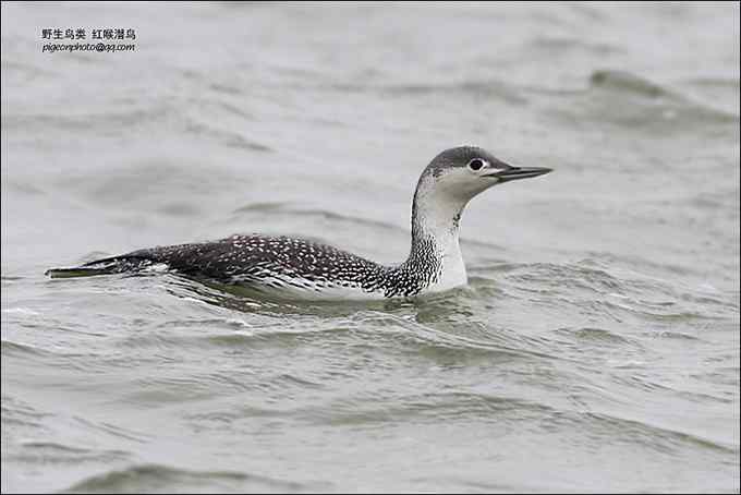 【鸟类介绍】红喉潜鸟(hong hou qian niao)-120
