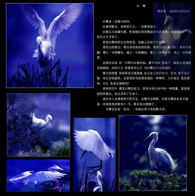 【鸟类介绍】白鹭是一首精巧的诗（小白鹭 bai lu）-42