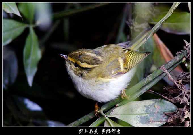 【鸟类介绍】黄腰柳莺(huang yao liu ying) 86