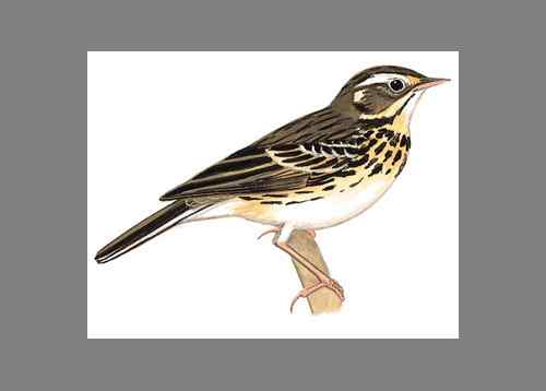 【鸟类介绍】树鹨(shu liu)-90