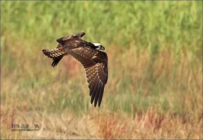 【鸟类介绍】鹗（e)-135