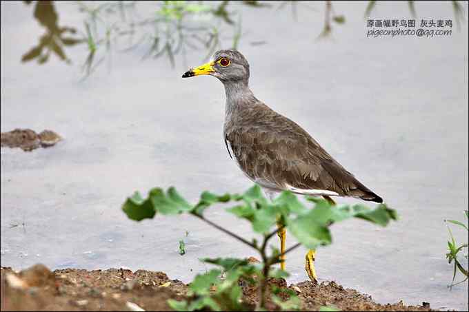 【鸟类介绍】灰头麦鸡(hui tou mai ji)-131