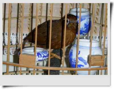 我和鸟儿的故事: 梦里鸟儿知多少（九)