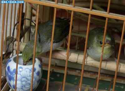 5.12大地震中的小雏鸟及地震记事（九）