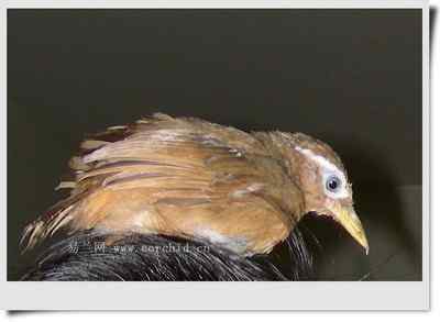 我和鸟儿的故事: 梦里鸟儿知多少（九)