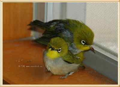 我和鸟儿的故事: 梦里鸟儿知多少(十二) 我和鸟儿的故事: 梦里鸟儿知多少(十二)