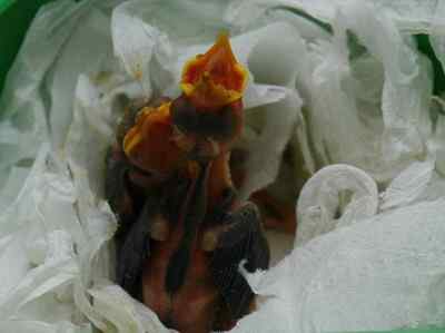 5.12大地震中的小雏鸟及地震记事（一）