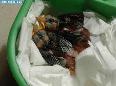 5.12大地震中的小雏鸟及地震记事（一）