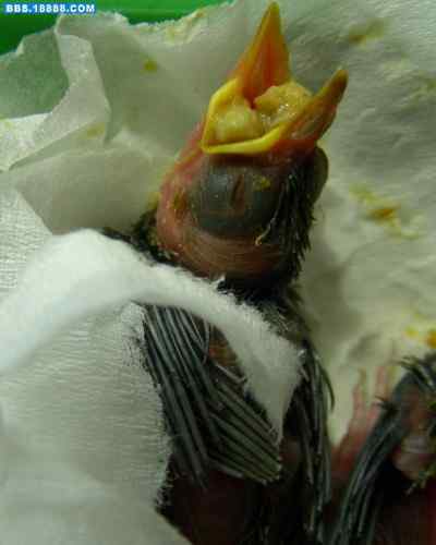 5.12大地震中的小雏鸟及地震记事（一）