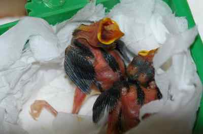 5.12大地震中的小雏鸟及地震记事（一）